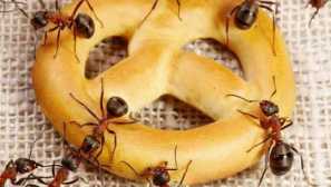 Efektivní doporučení, jak se zbavit mravenců v kuchyni rychle a bez poškození obyvateli bytu, doma